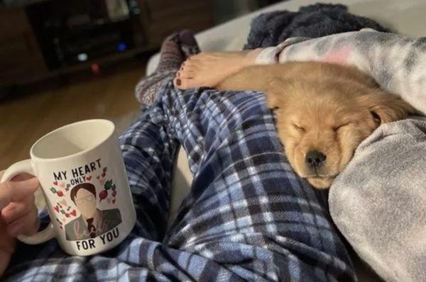 美国费城情侣刚带小黄金猎犬「威洛（Willow）」回家，狗狗却不幸被检查肾衰竭第