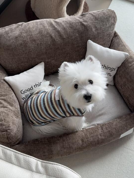 西高地吃鱼油真的不是智商税