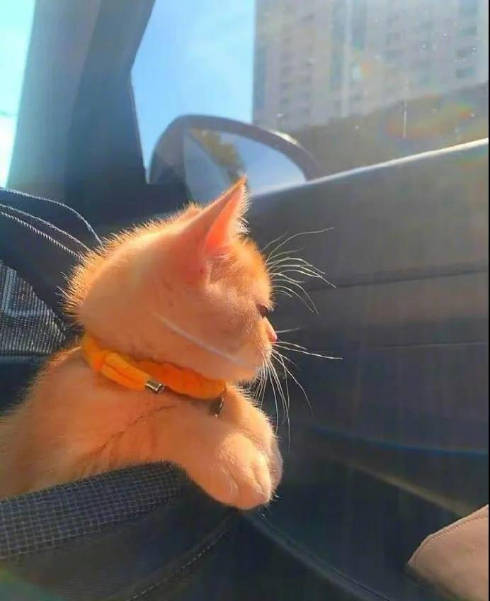 本喵坐车车出去感受祖国的大好河山啦！