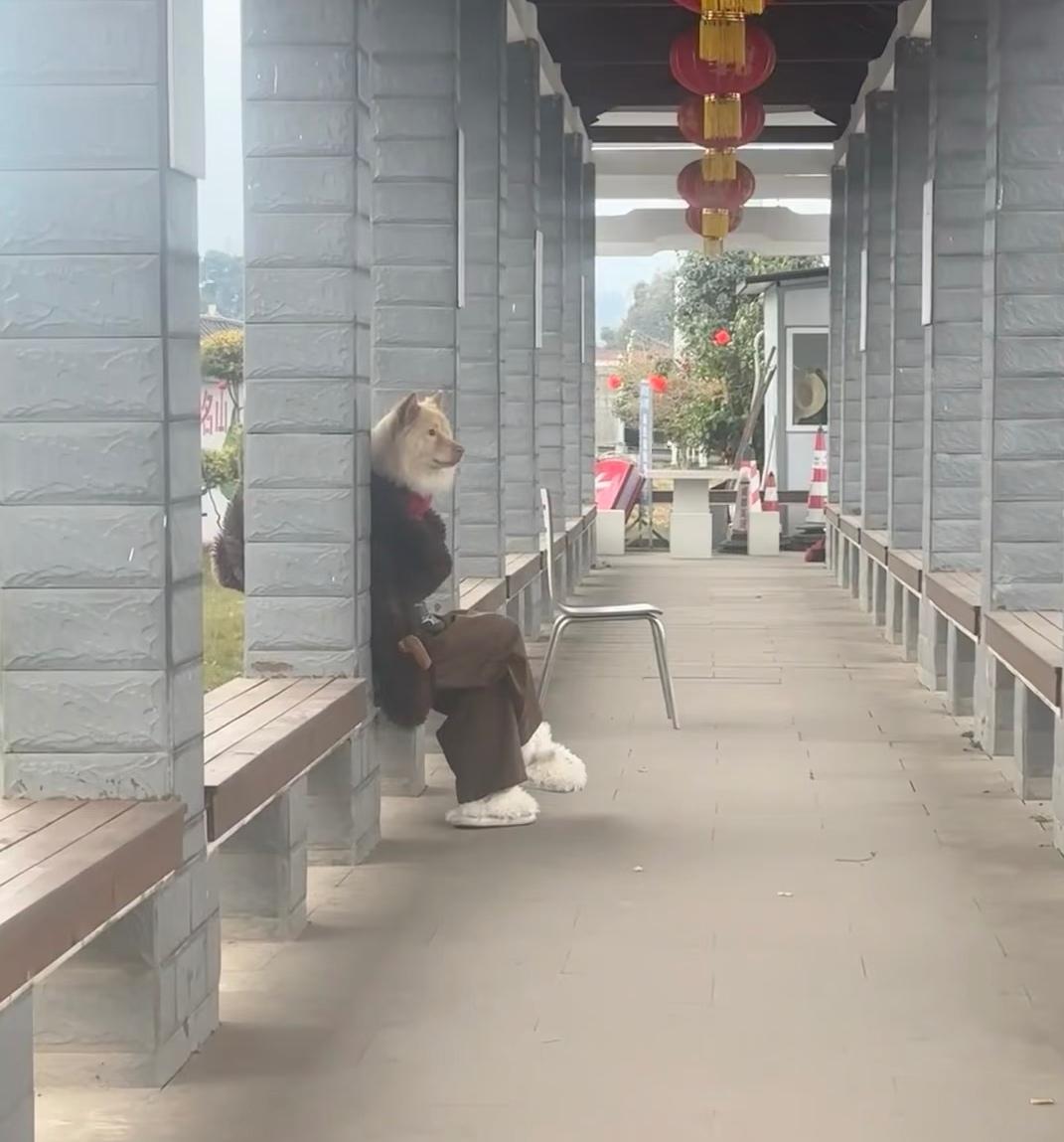 谁再说我不会拍照我跟谁急！服务区休息，一抬头撞见这搞笑一幕。狗头配人的身子，还踩