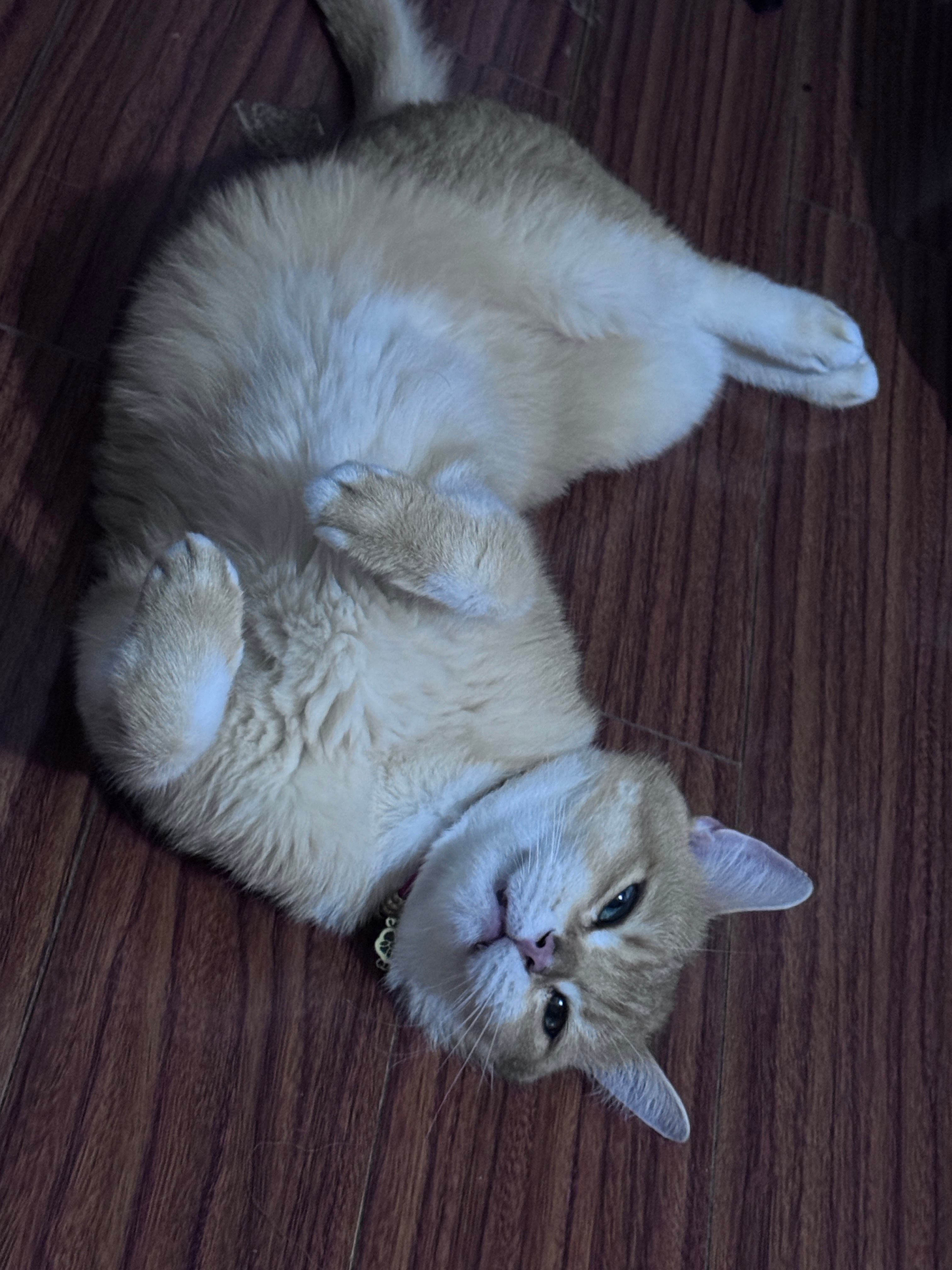 小咪～ 