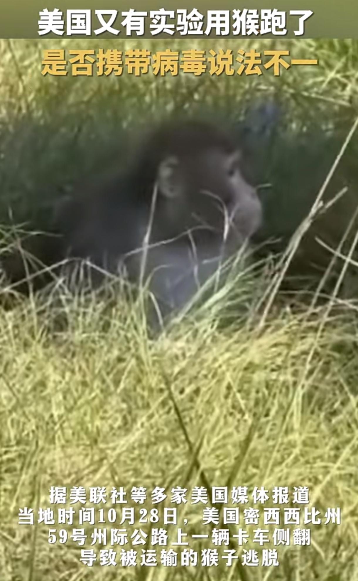 漂亮国的试验猴又又叒跑出来了，

这次是卡车侧翻了，猴子不仅有攻击性还携带多种病