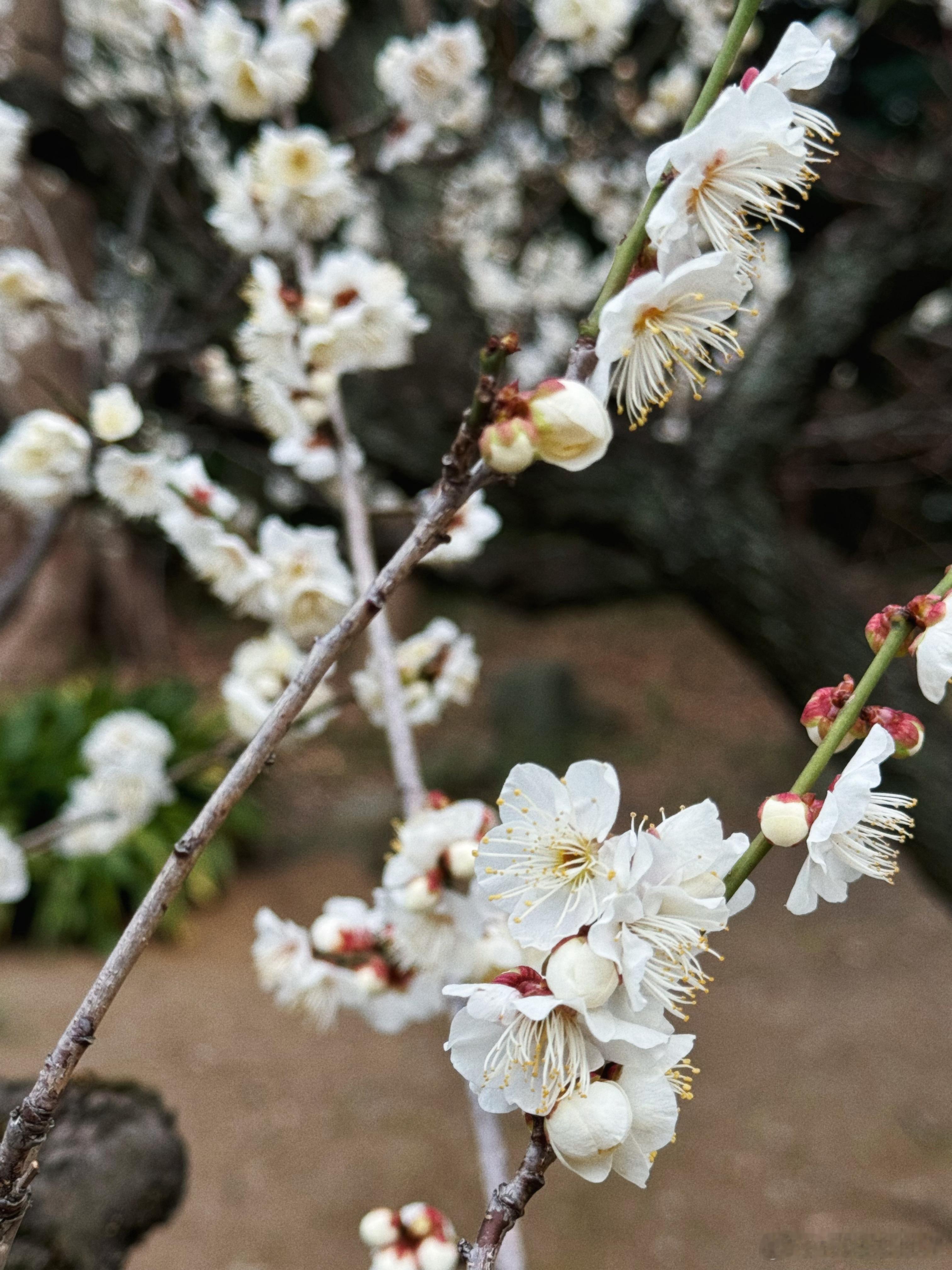 春はまだ青く 