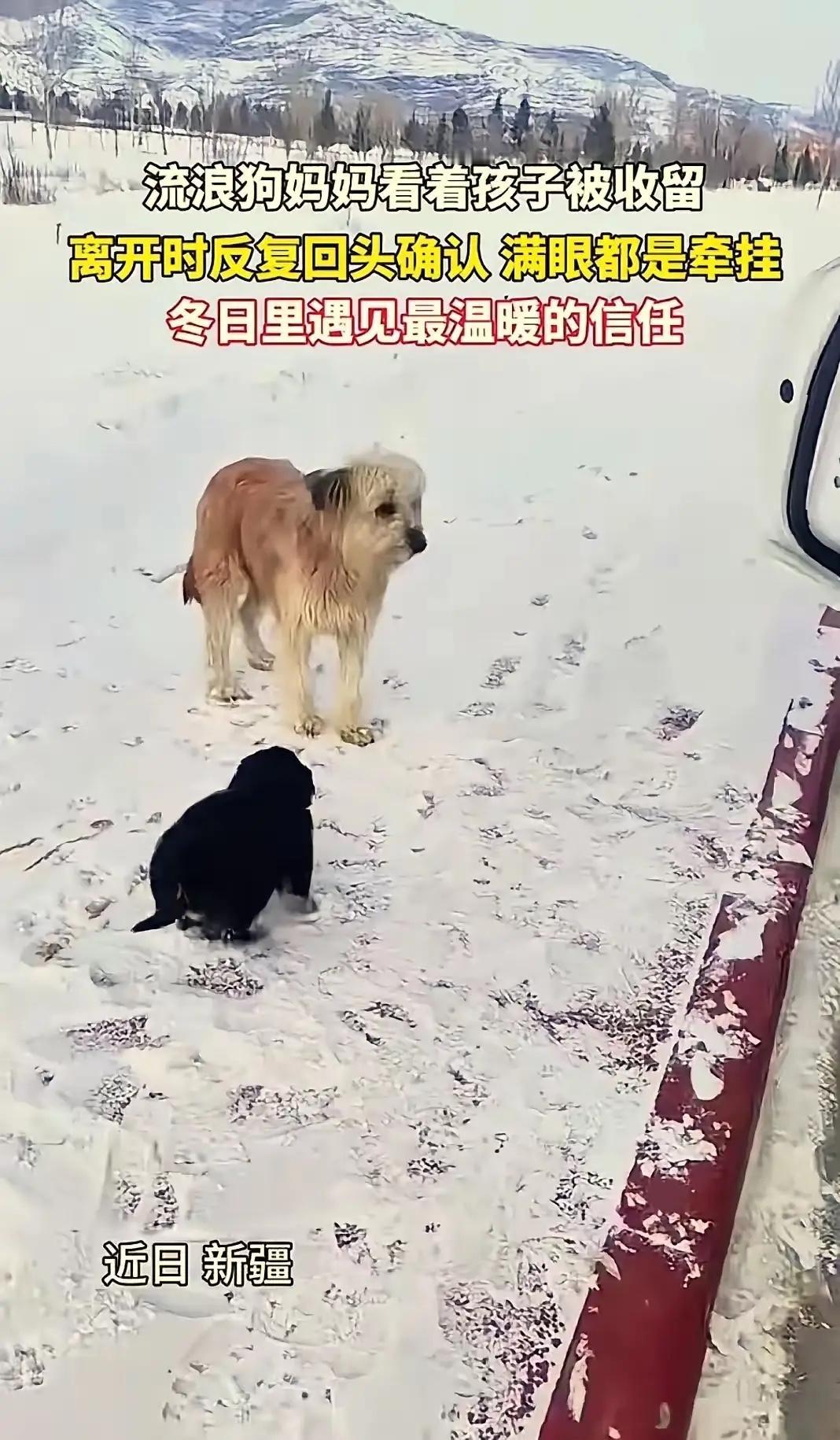 万物皆有灵性！
新疆，一车主刚在路边停下休息，接下来的一幕让他直接傻眼了：两只流