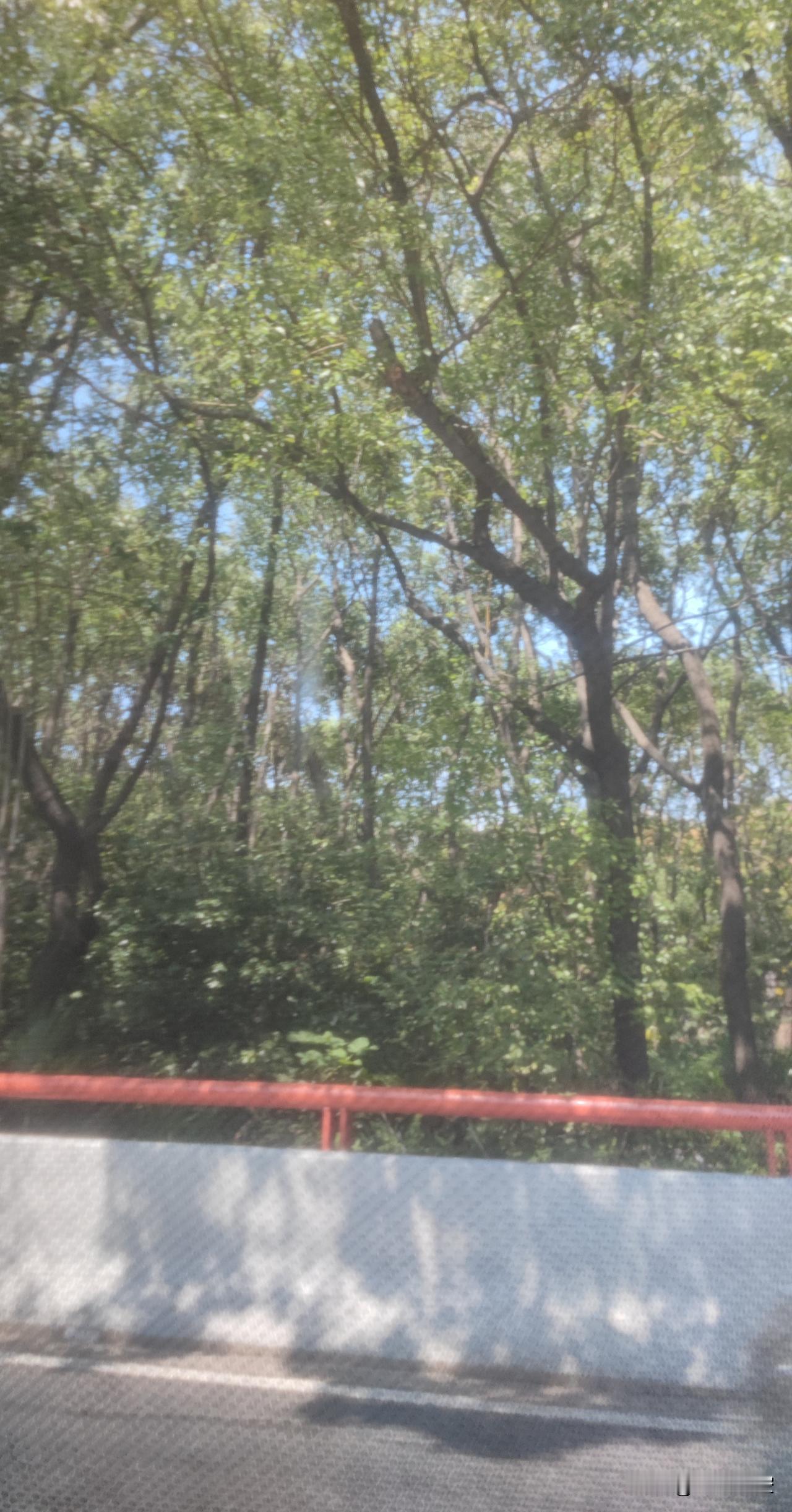 朦朦胧胧的照片，感觉挺有年代感