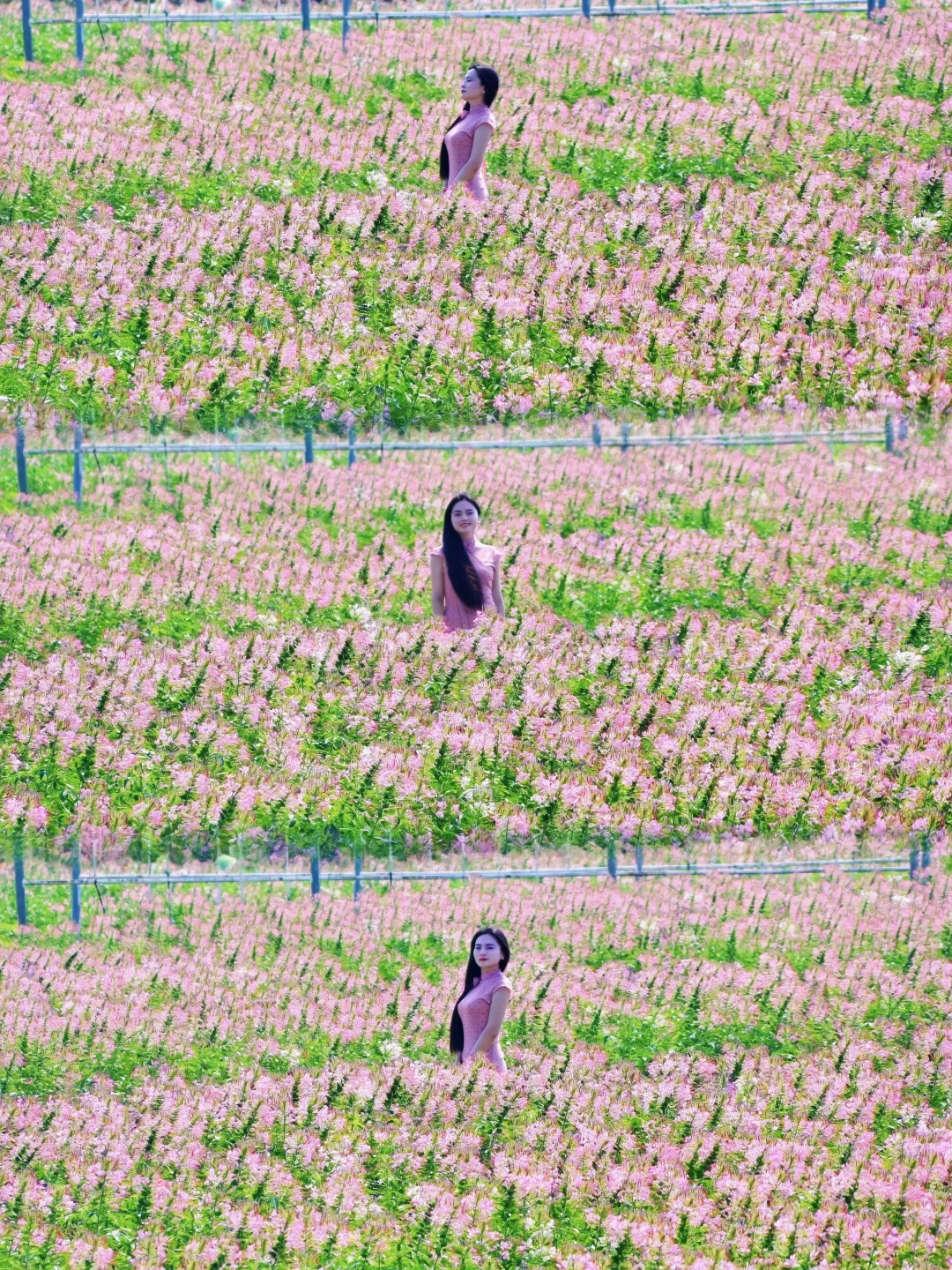 南昌10月必打卡的粉色花海！！超级出片