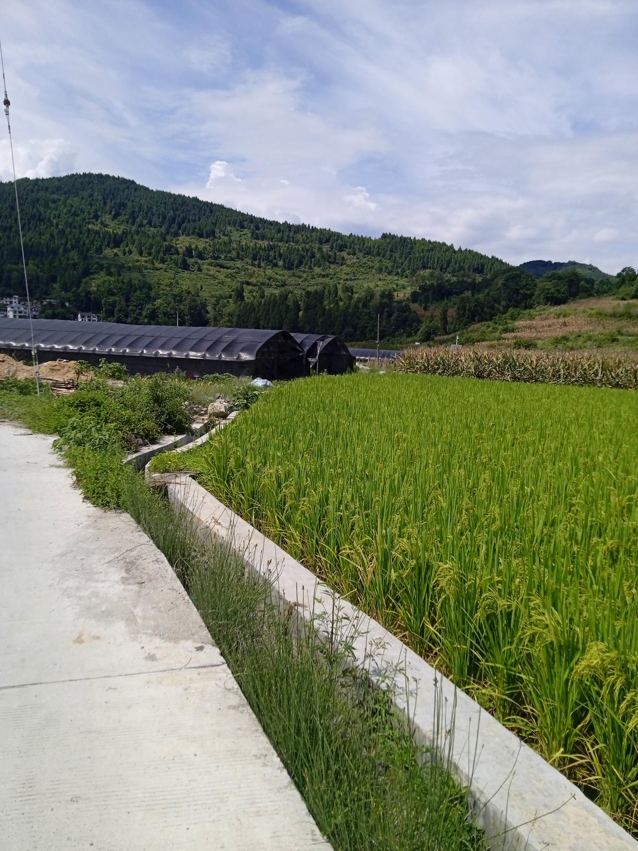 大医院外面一定有那种得了重症，跪在地上，音响大声播放着《爱的奉献》这一类的歌，一
