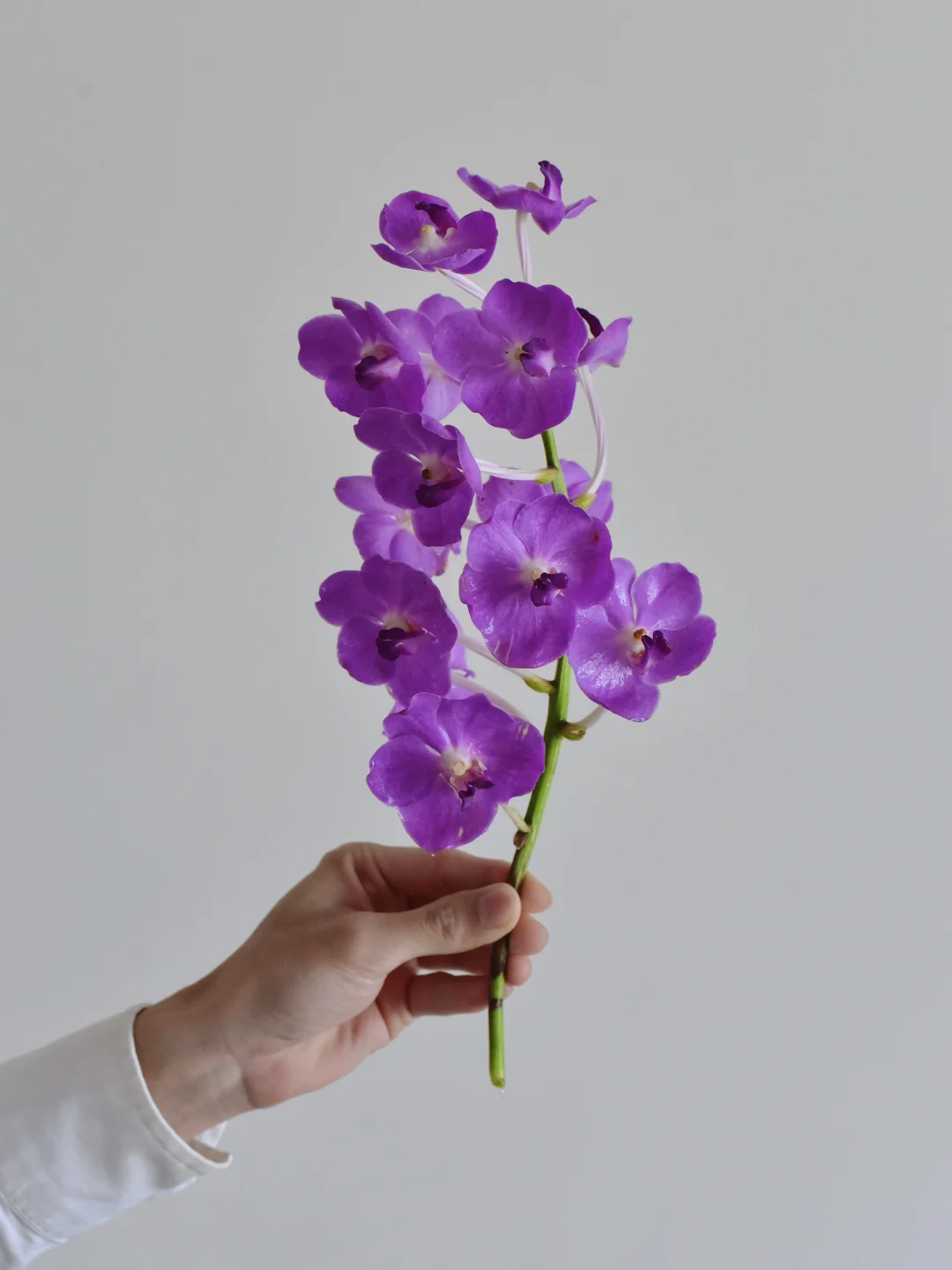胡姬花·紫