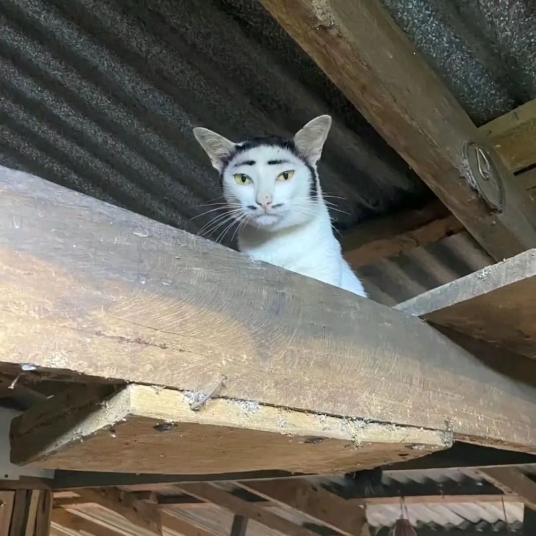 怪猫 #我的幽默搭子# //#定格# ​​​