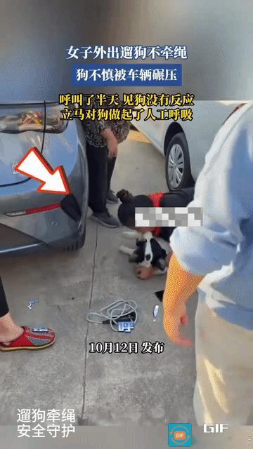 真是开了眼了，见过给人做人工呼吸，还没见过给狗做人工呼吸。

女子出门遛狗未牵绳