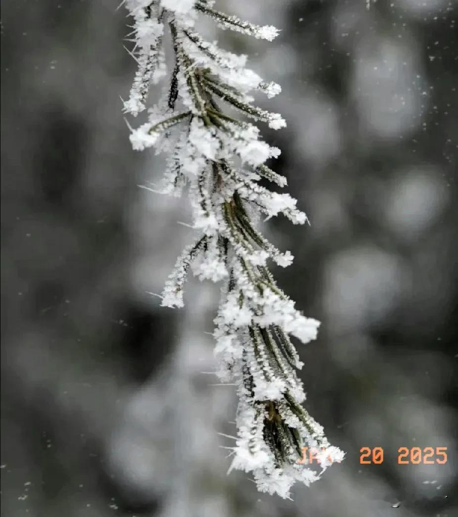雪飘大地白。