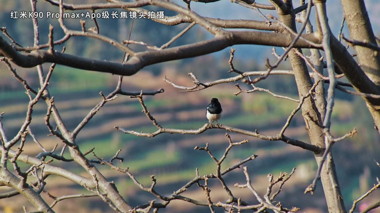 手机拍鸟有多香？红米K90ProMax外挂长焦镜头绝了！

科技不再是高高在上的