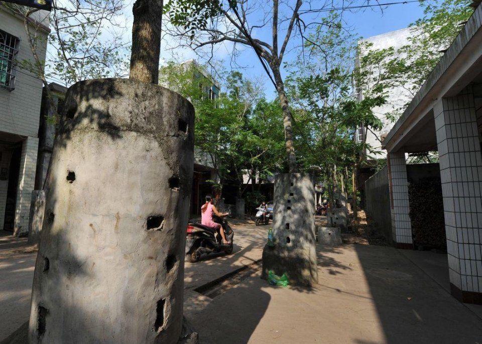 海南一树值千金，钢筋水泥护本心
 
行走世间，阅遍乡土风物，见过山川草木，也见过