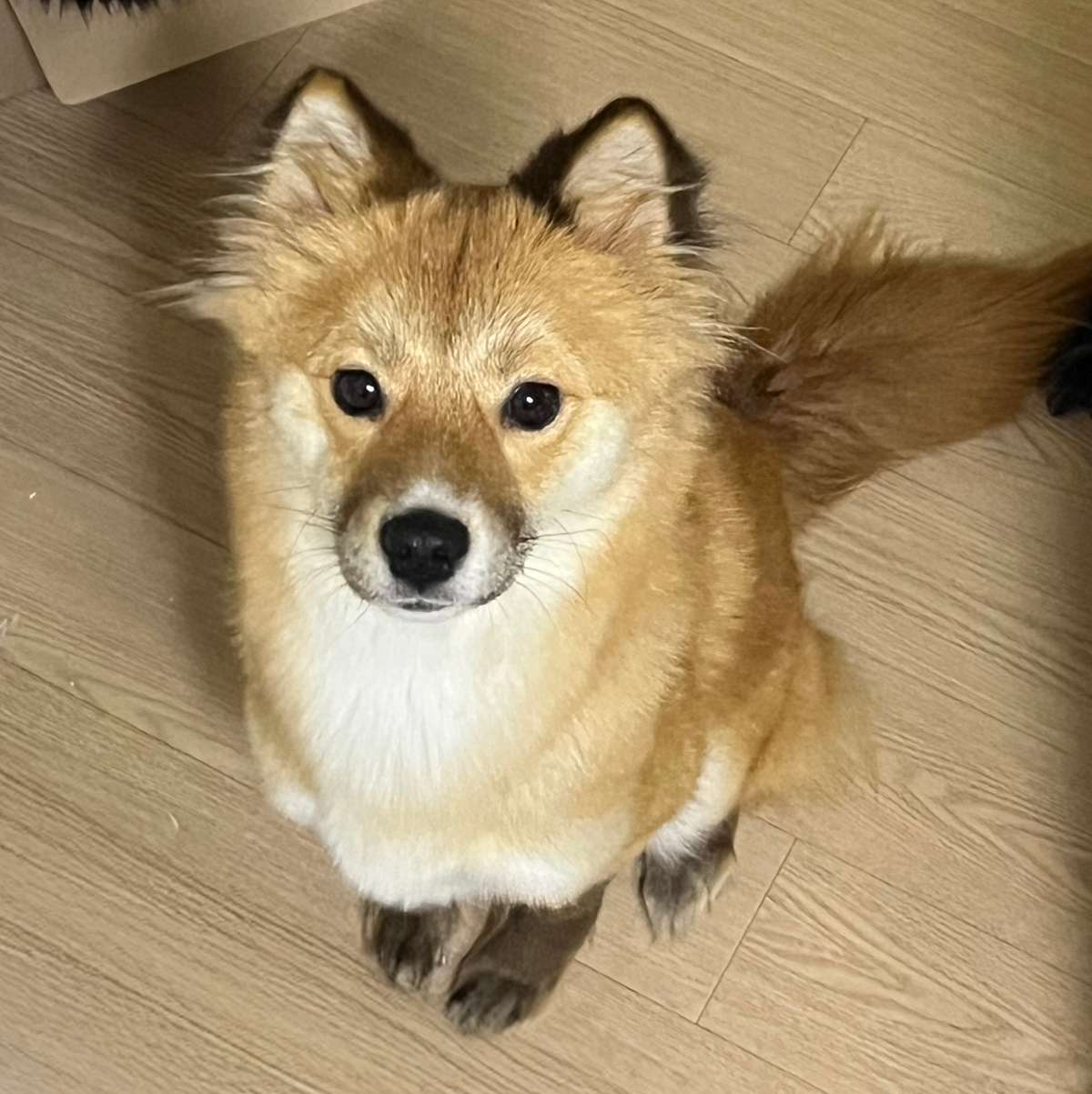 请给这只小土狗起个名字吧~~海外新鲜事 热点现场