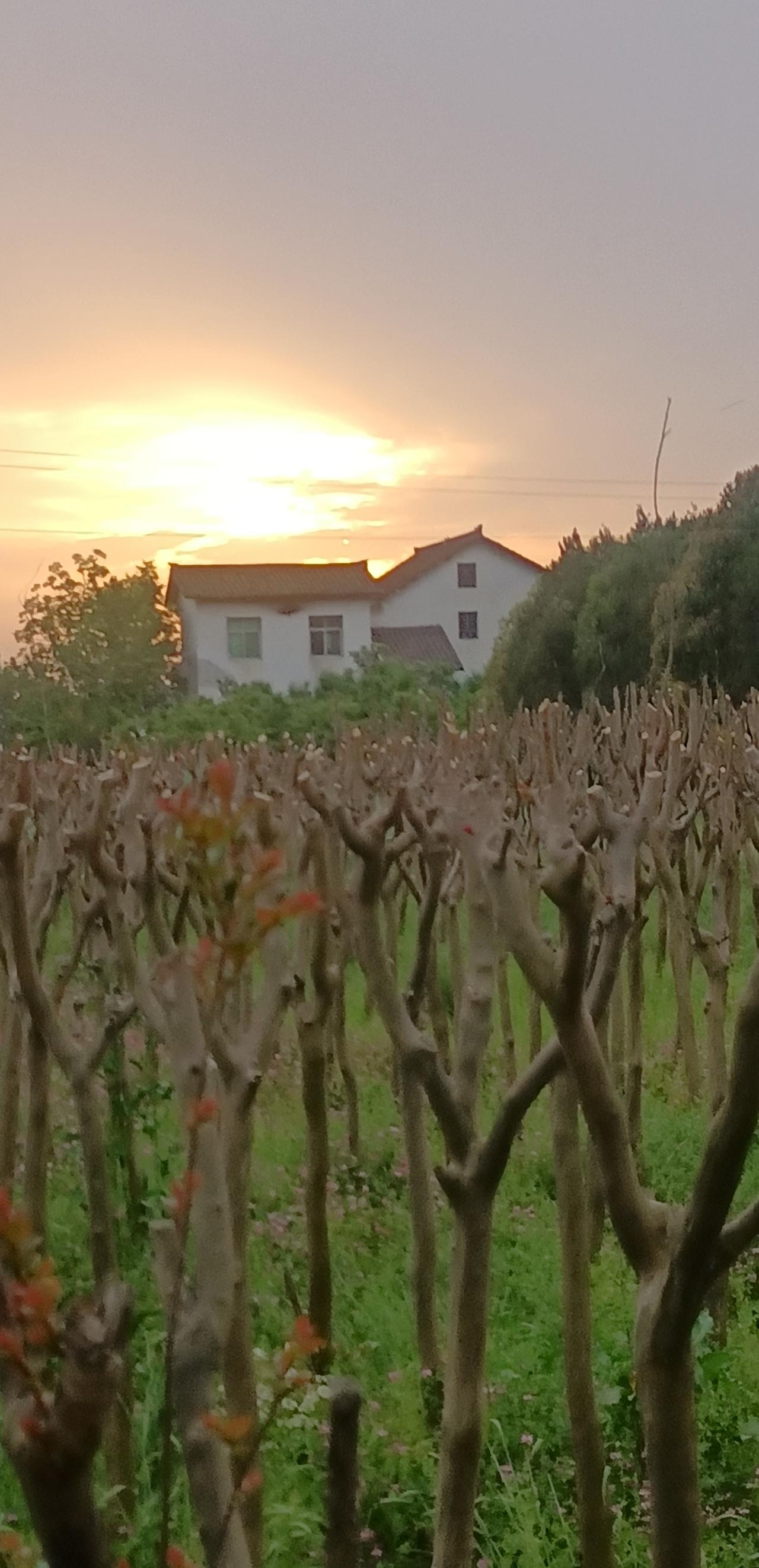 【春之韵·夕阳晚照天地美】随手拍美景记录生活点滴

夕阳晚照
诗／羌笛乐声

夕