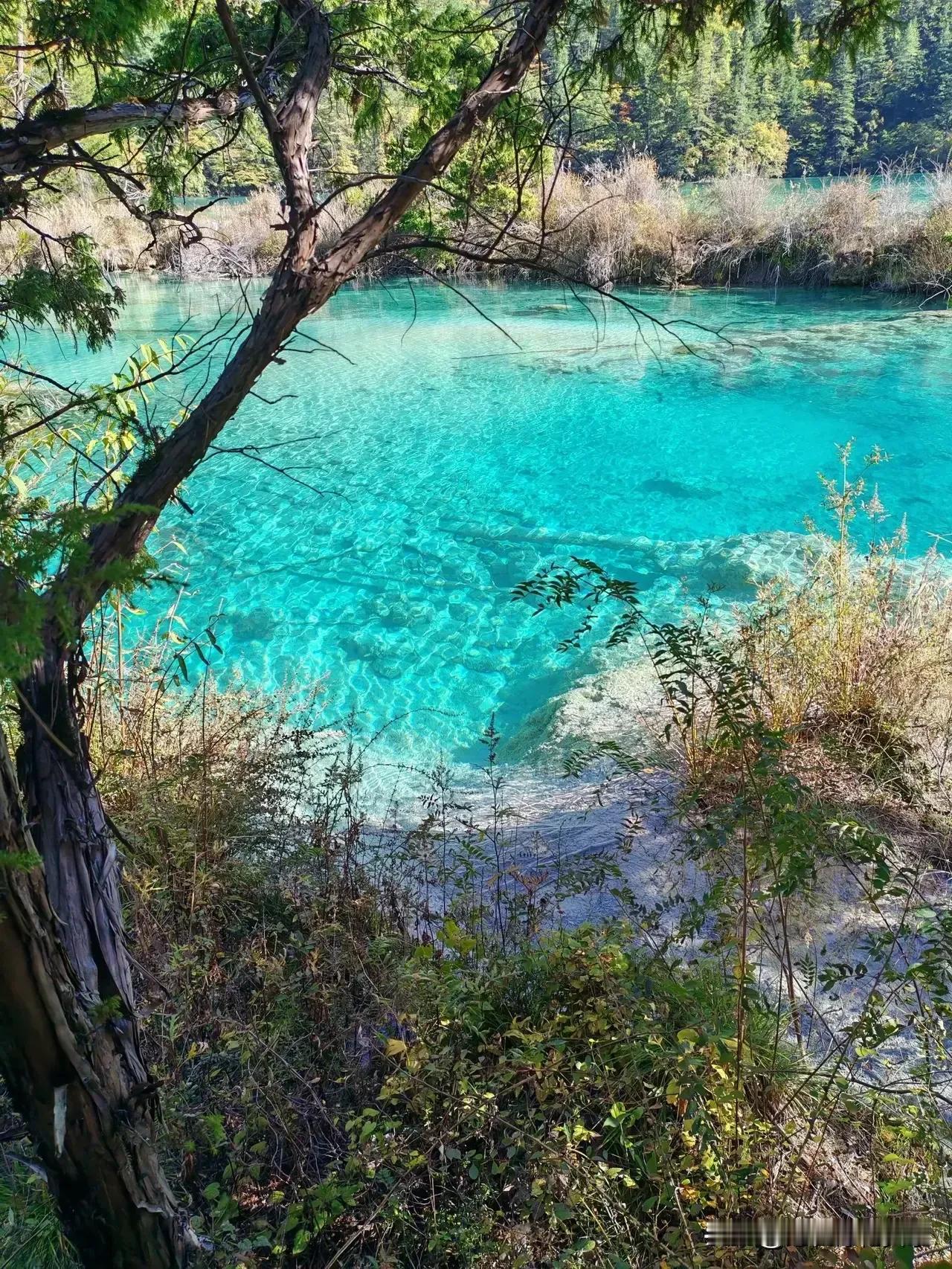 这山、这水、这树……美得令人窒息！绝对不虚此行啊！九寨沟果然名不虚传！[赞]
