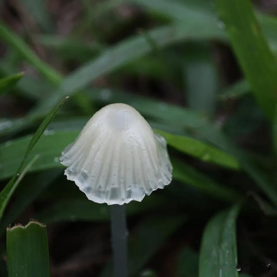 知识盲区来了
这个是个啥？
知道请留言，评论区见
#未见的奇异植物# 
#分享奇