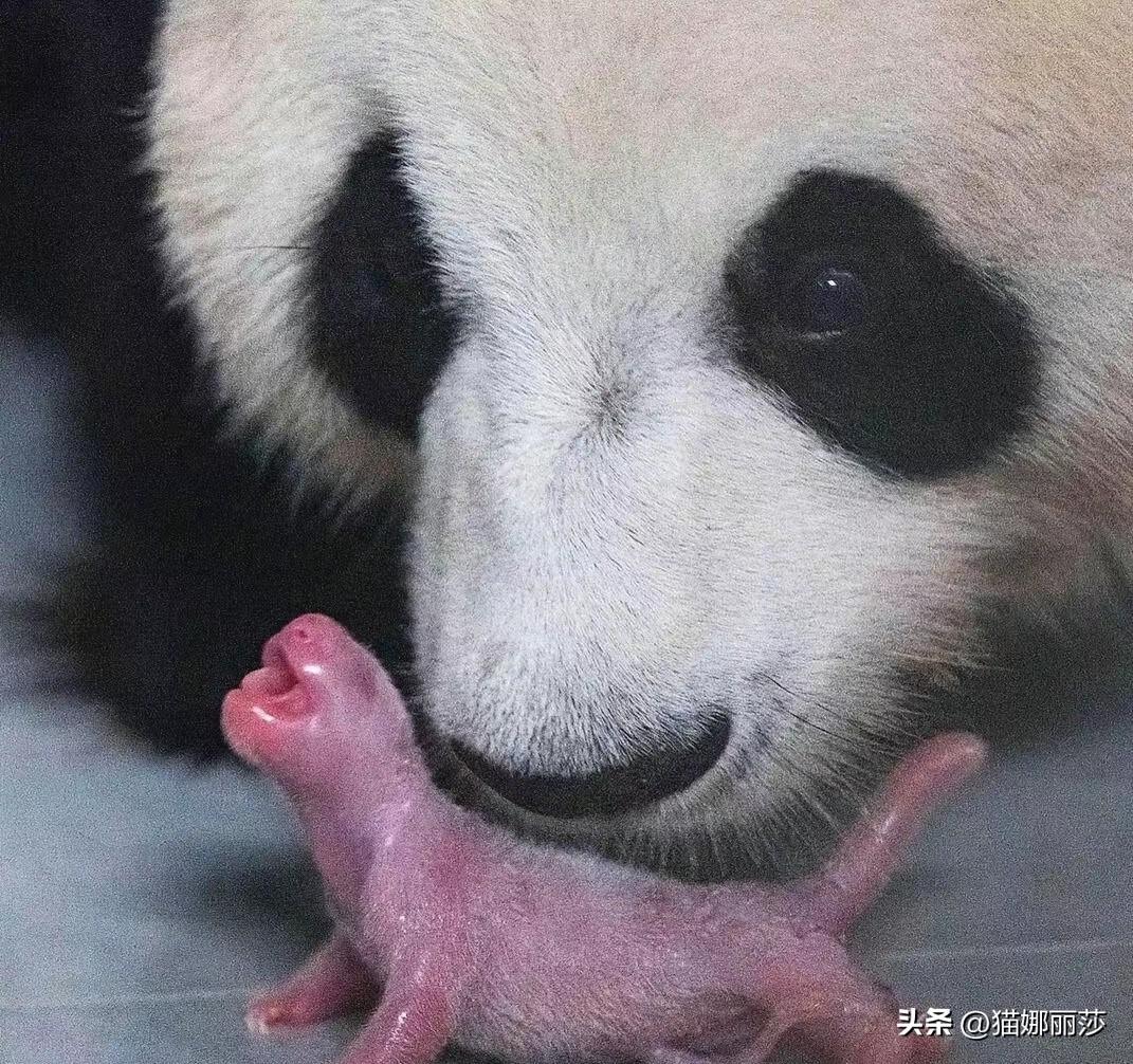 爱宝又要生宝宝了
考古了爱宝生福宝时候的照片
那时候的福宝小小一只
像一只小耗子