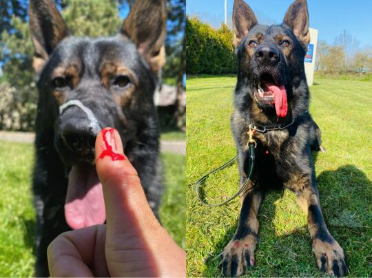 🇳🇱工作犬训练流血流汗不流泪