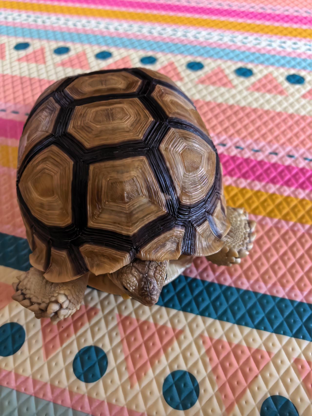 陆龟[祈祷][祈祷][祈祷]