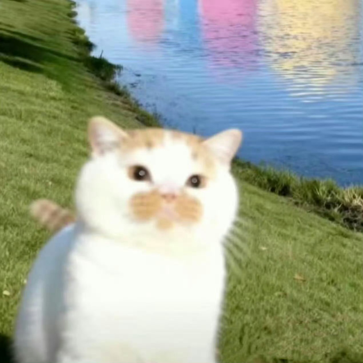 原来我是一只猫