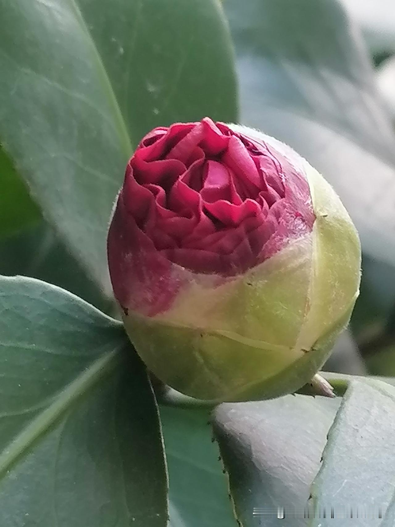 随手一拍分享最美的花