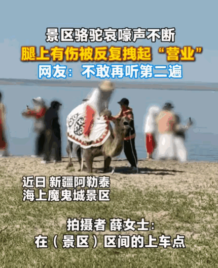 太冷漠了！新疆阿勒泰，一女子正在游玩，突然听到骆驼哀嚎声。她听声望去，发现一头骆