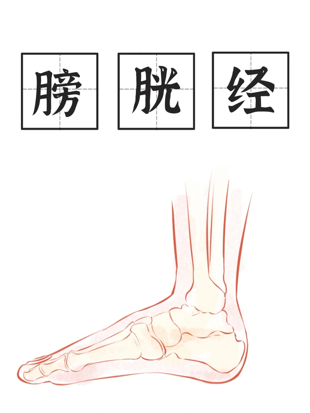 膀胱经完结🎉