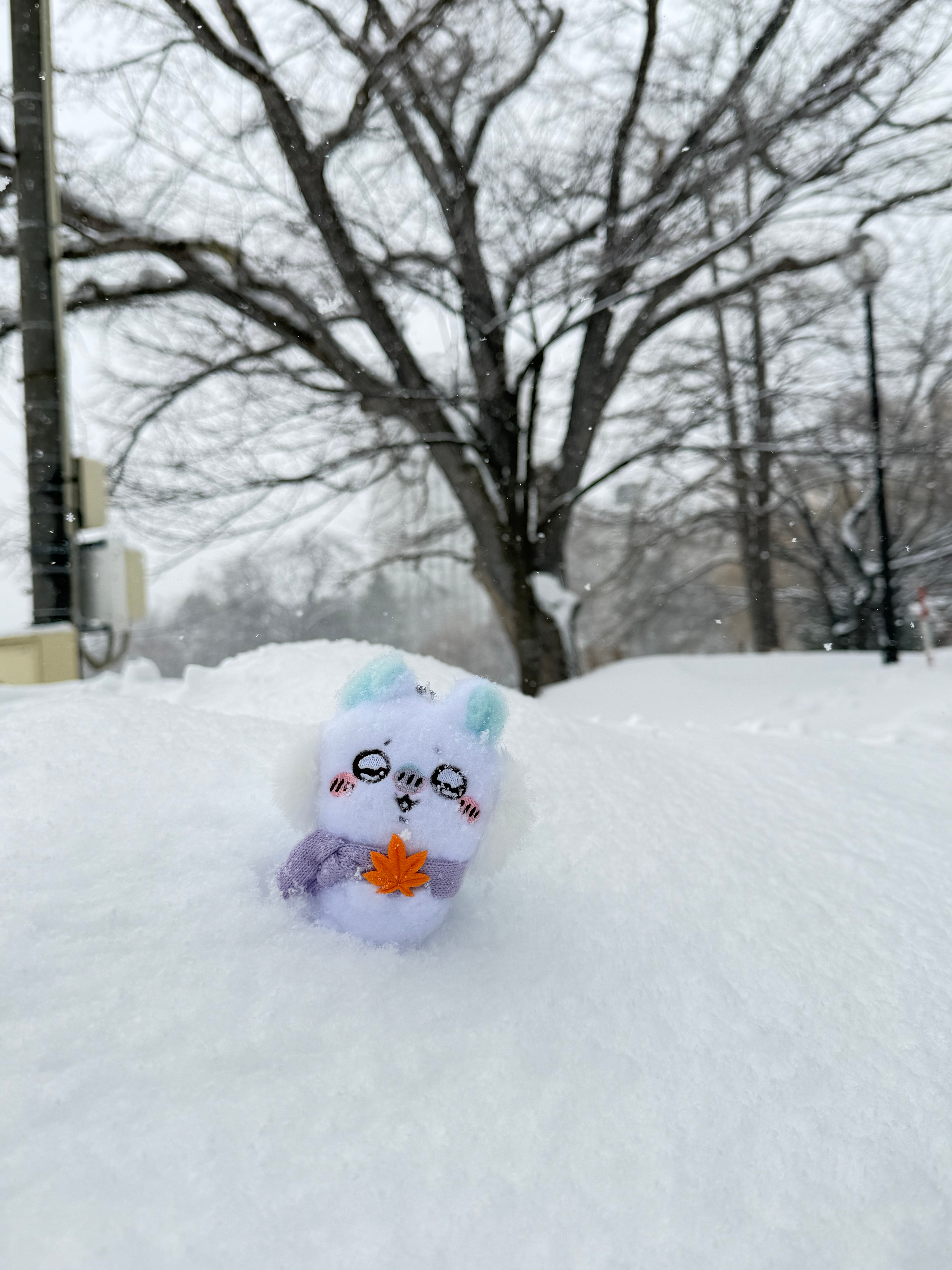 札幌送了我一场大雪❄️是最好的礼物 