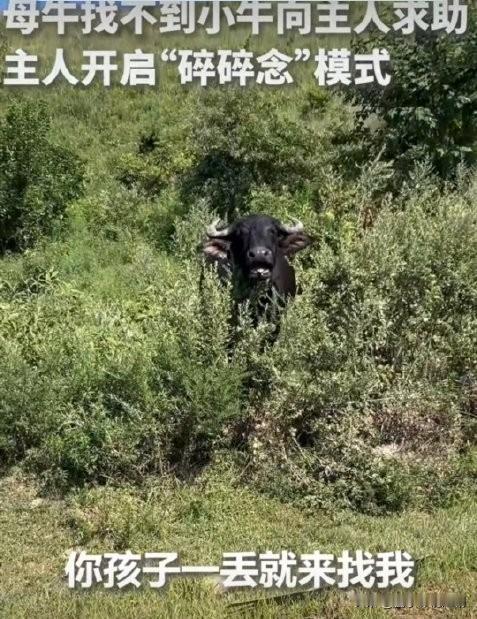 安徽滁州的养殖户家，一头母牛放牧时只顾埋头吃草，一回头发现跟在身边的小牛犊不见了