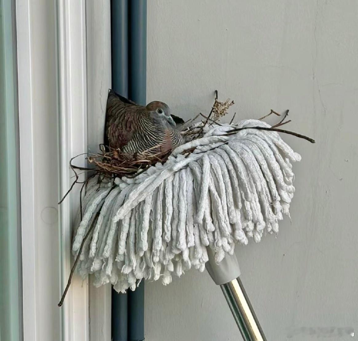 ？？？斑姬地鸠也真会随地大小蛋珠颈斑鸠看了都得愣两眼…… ​​​