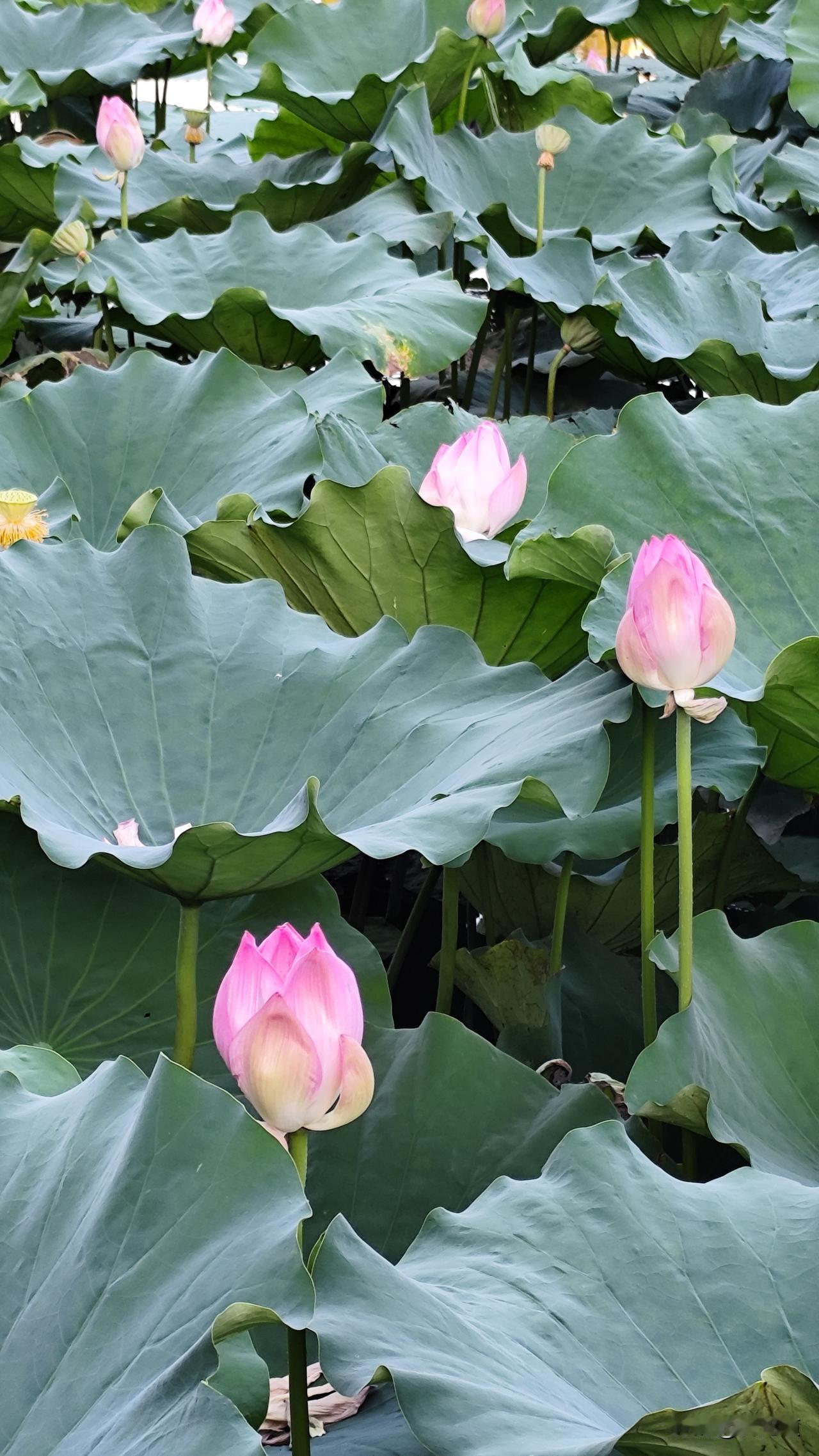 分享你随手拍的风景婷婷玉立夏日荷