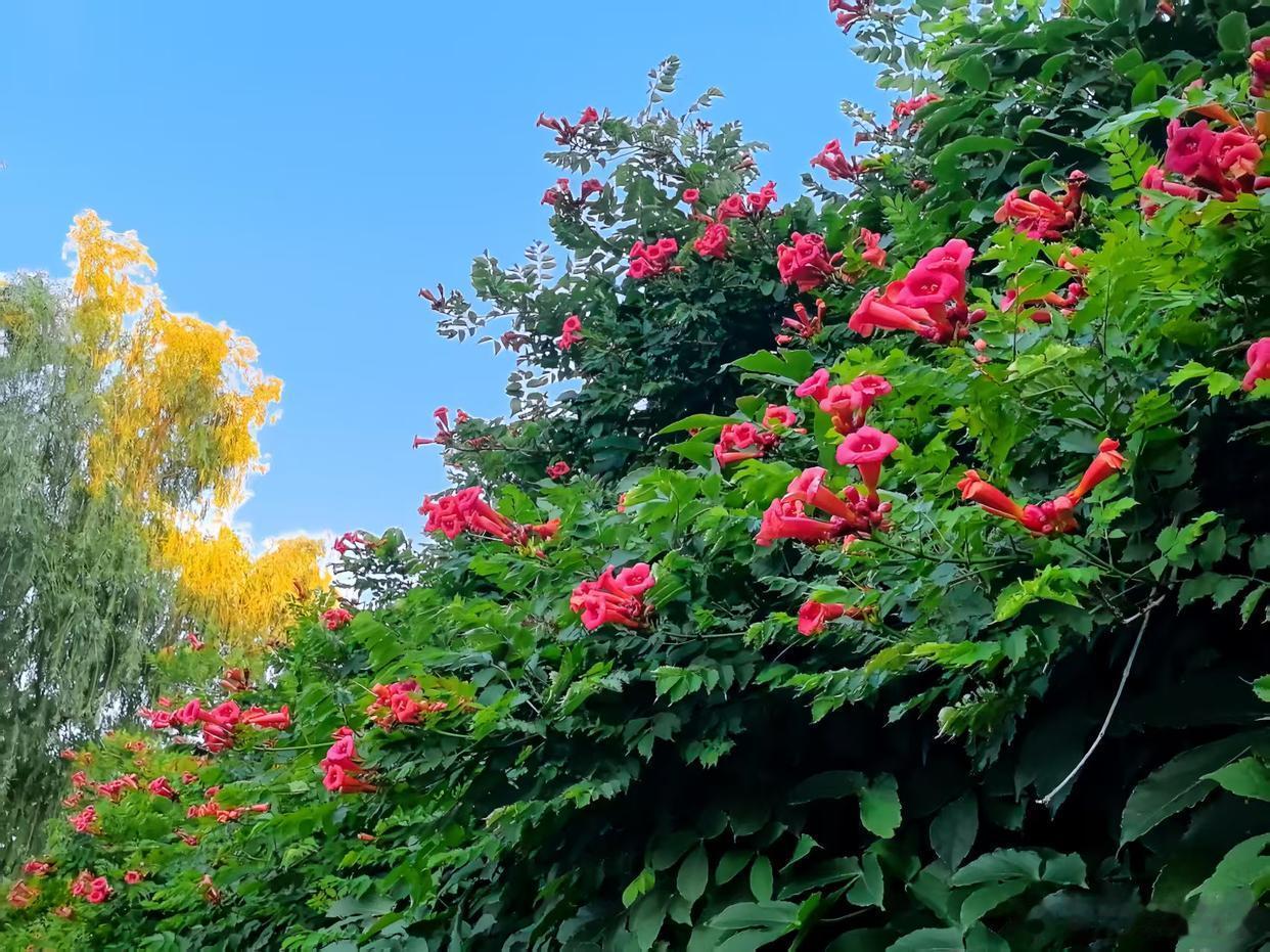 六月，花香浅浅 日子淡淡～ 