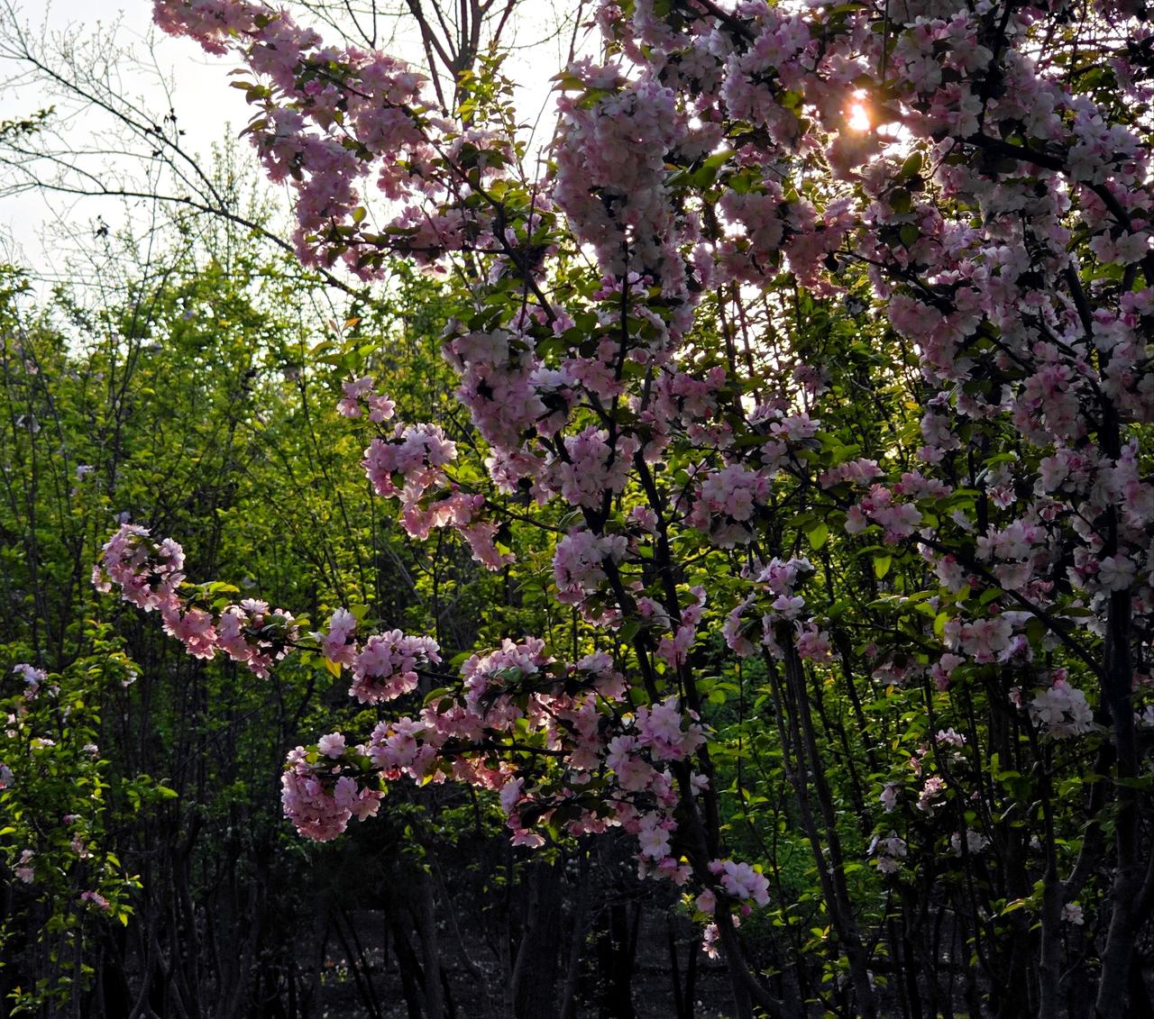北京昌平北七家海䴖落公园