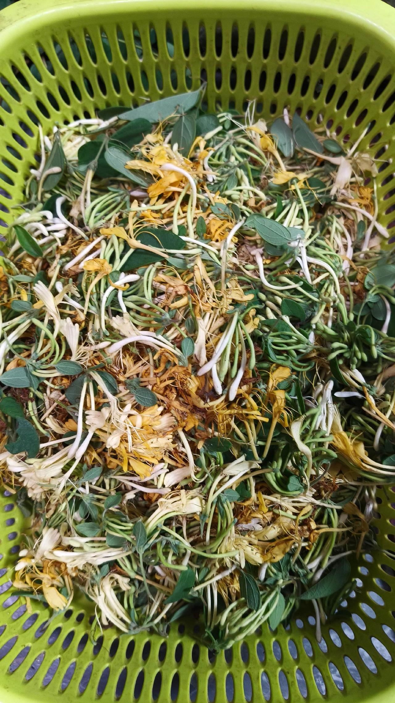 金银花 断肠草花