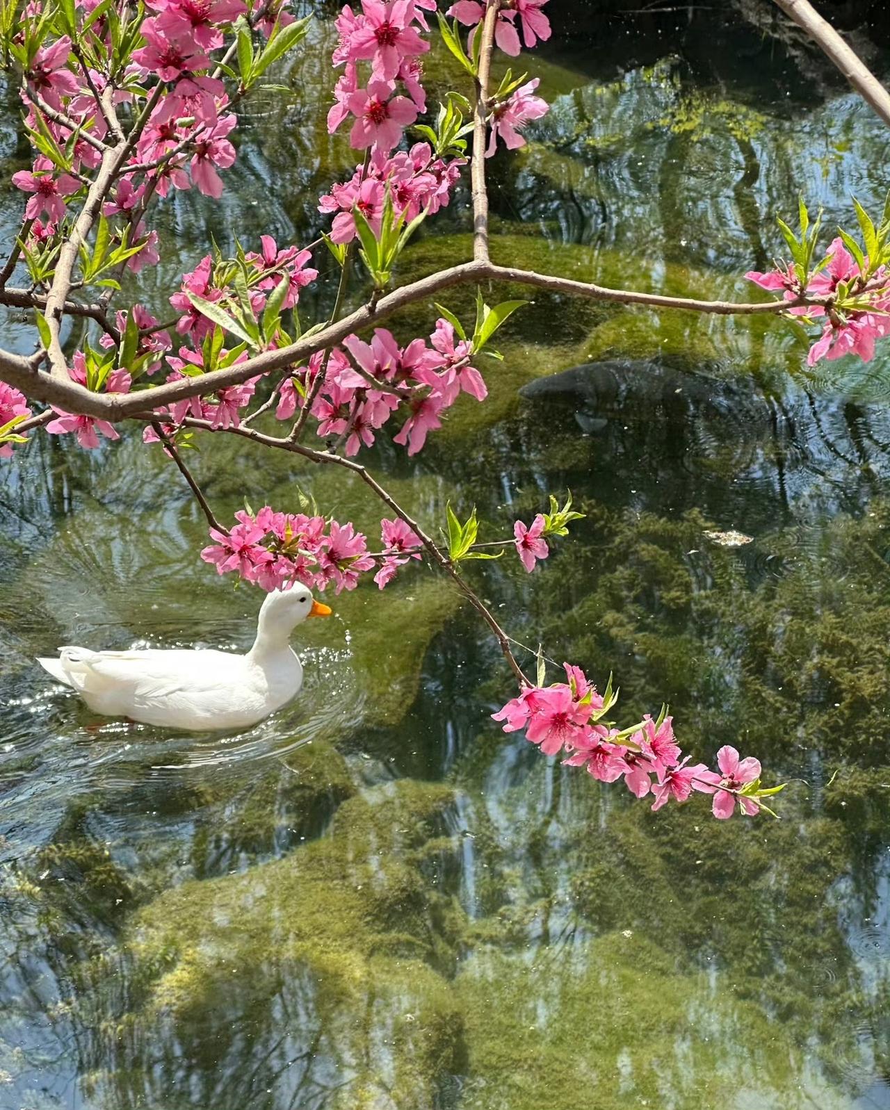 “ 春江水暖鸭先知 … ” ​​​
绘画 美图