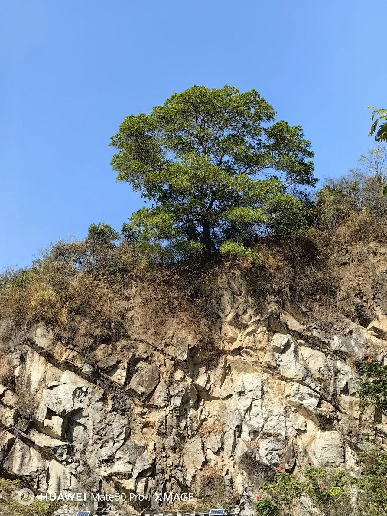 分享一张你相册里的风景吧 深圳铁仔山公园的风景很迷人。我相册里那棵生长在悬崖上的