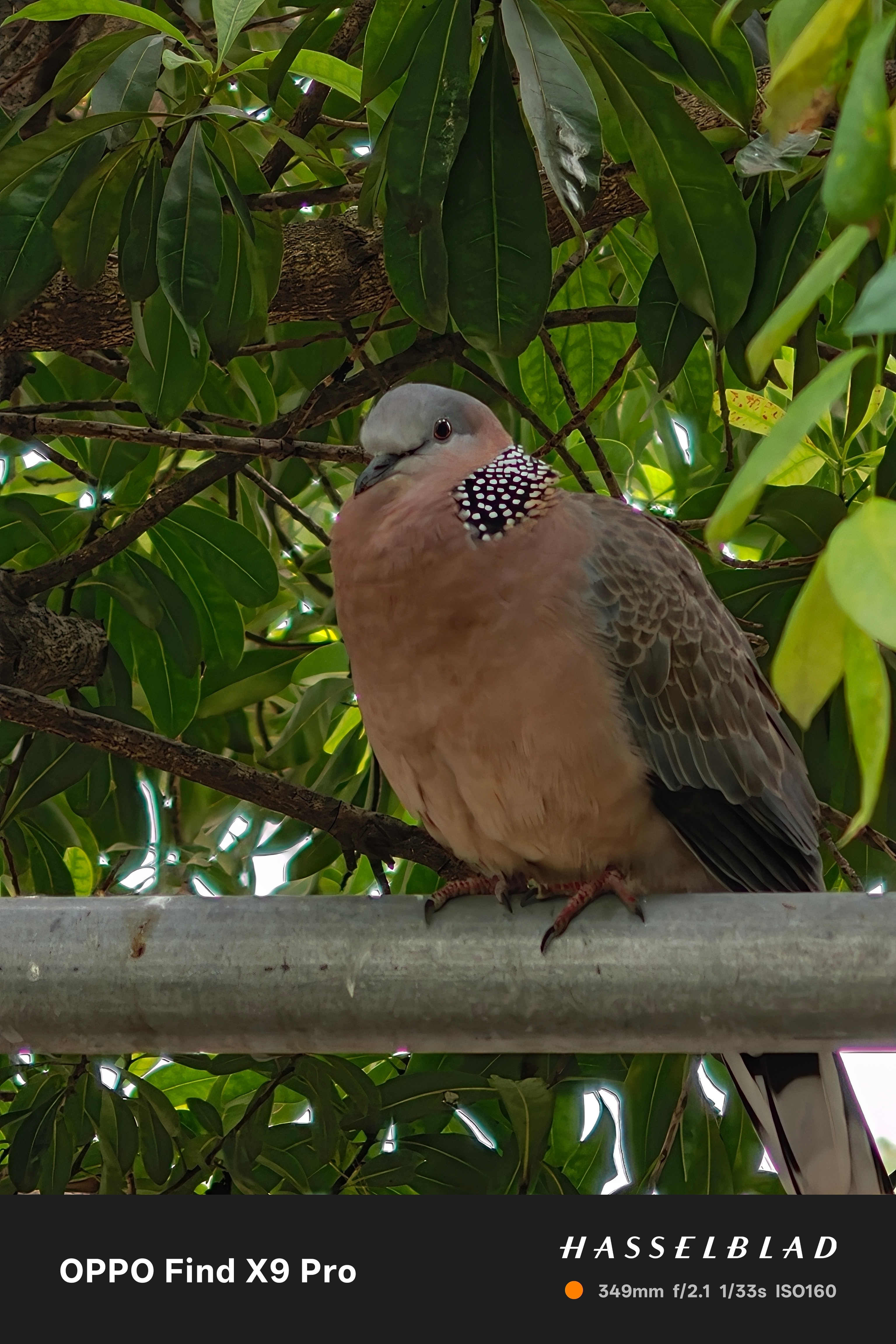 这是什么鸟？应该是鸽子吧，在我家狗窝吃饱喝足，飞不动了真的好肥啊，每天都准时准点