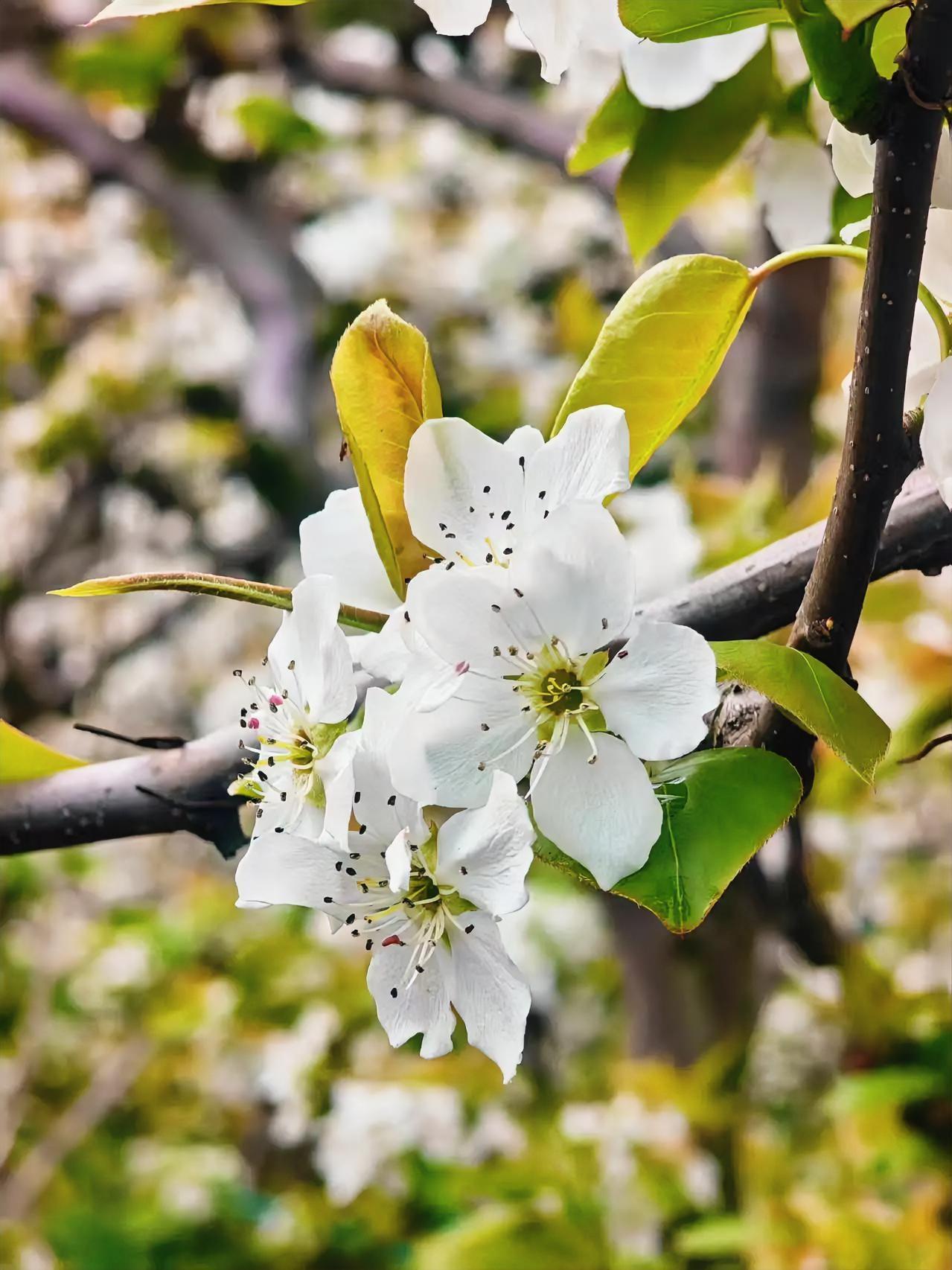 发一张你相册最近拍的花树山梨花