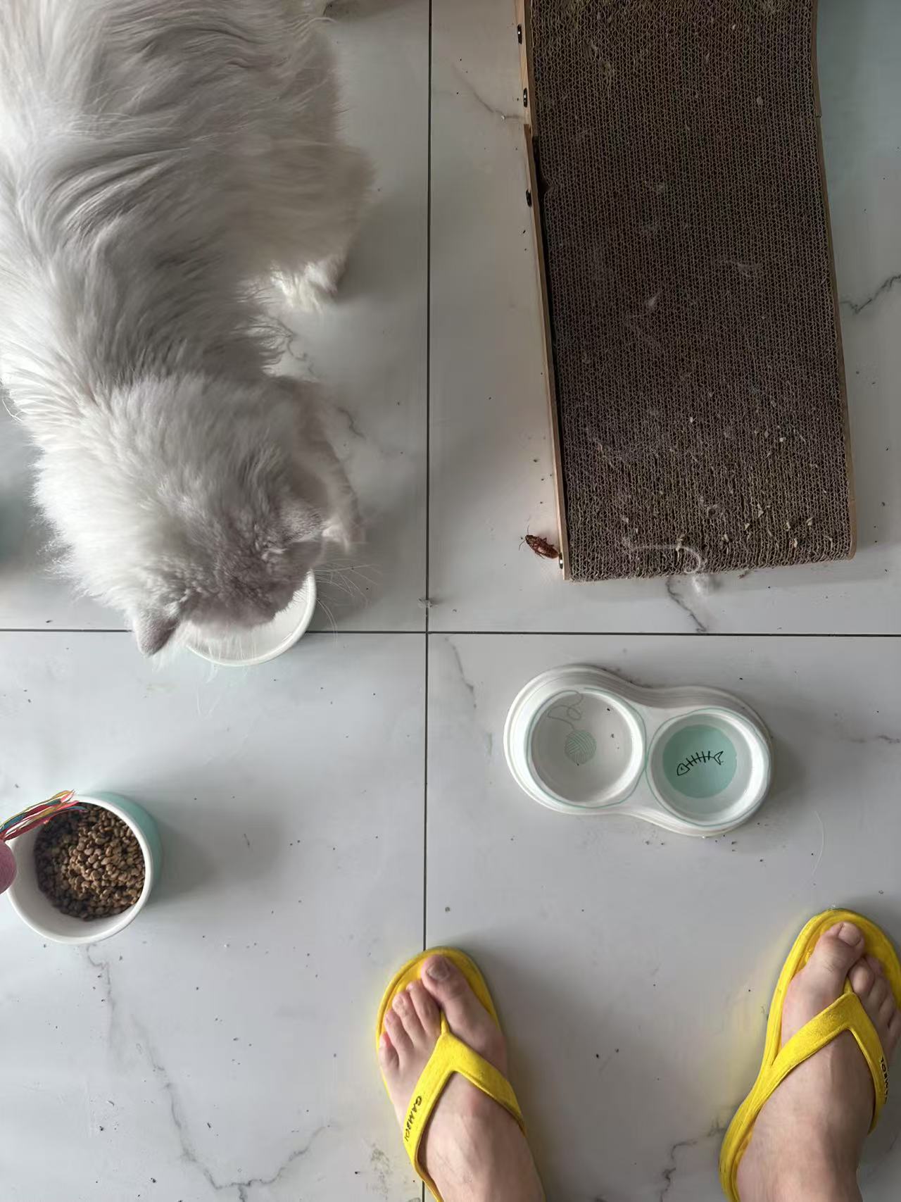 在家里收拾屋子，看到一只蟑螂可能快死了，翻着肚皮躺在那儿，猫一直用爪子扒拉它，它
