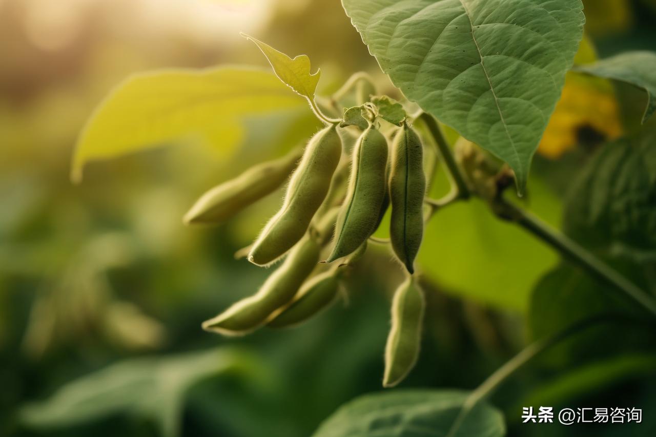 当前美国大豆市场陷入典型的多空胶着格局，行情震荡加剧、进退两难。随着美豆逐步迈入