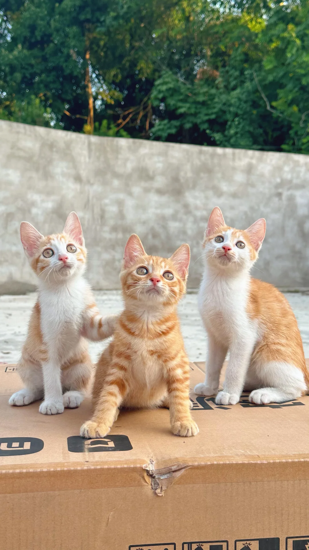 救助后最难的就是“领养”问题 即使那么好看