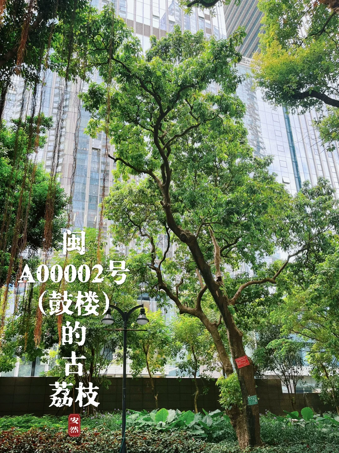 福州古树名木21｜闽A00002号（鼓楼）古荔枝