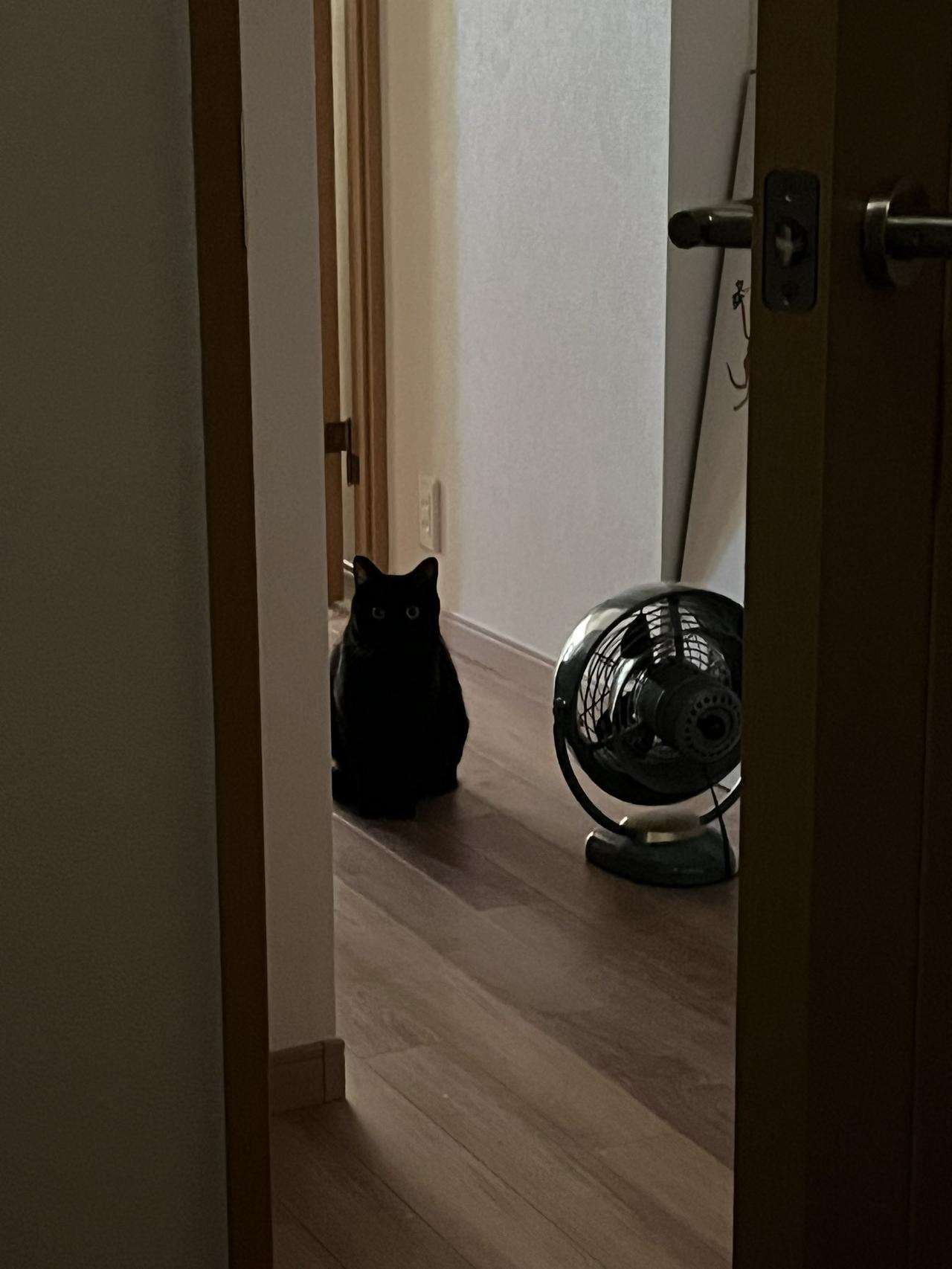 宠物内置准时的生理时钟。日本一名饲主家中饲养一只可爱的黑猫「Suzume」，每天