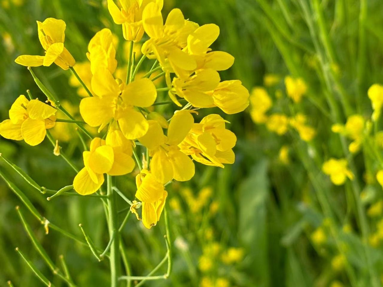 二十年前，王婶的丈夫在外务工，一年难得回一次家，家里家外，里里外外都压在王婶一人