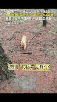 真是解释不清了。山西几名小伙在五台山徒步时和大部队走散，密林里手机没信号，天又下