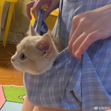 吴四说说美食