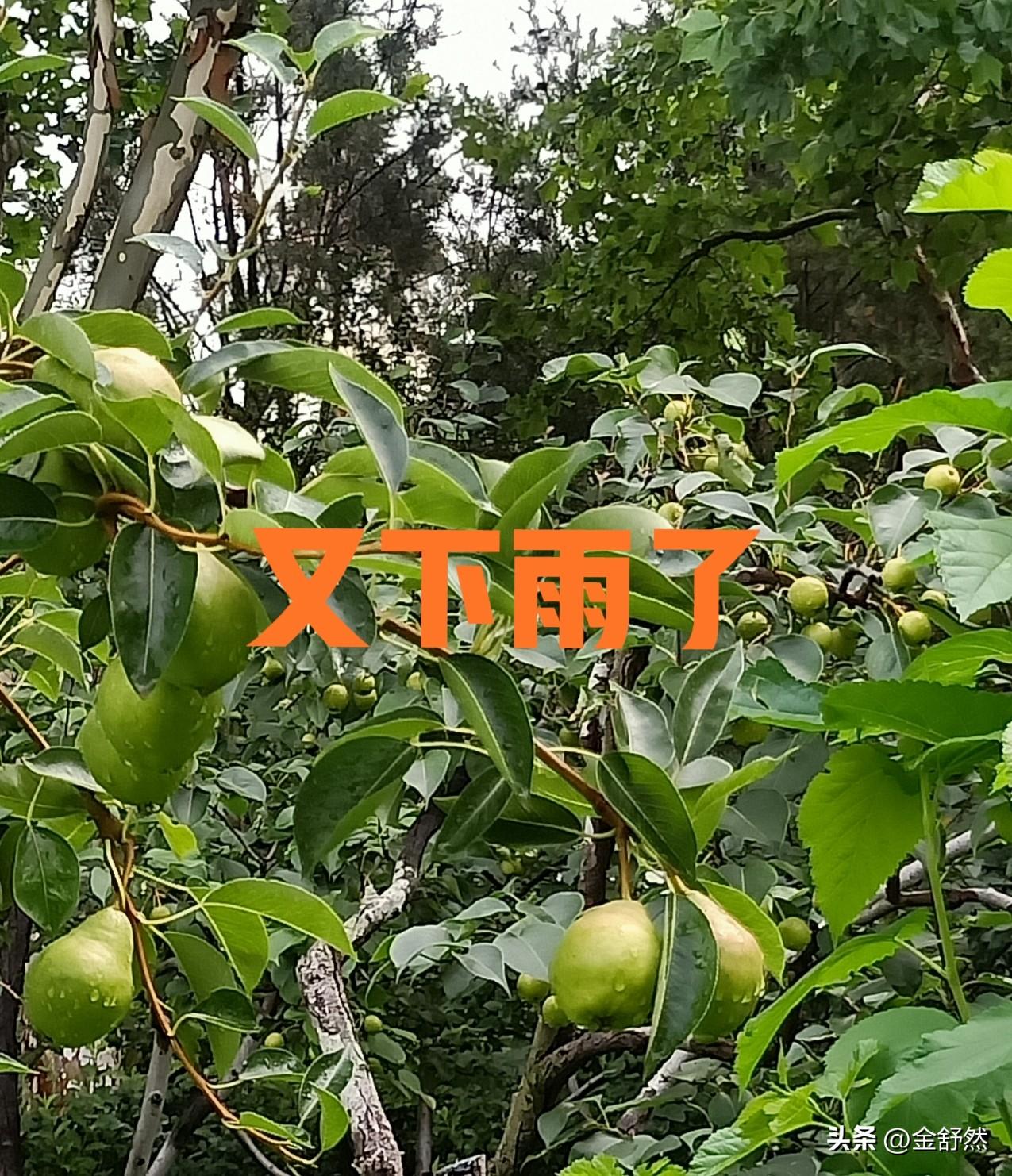 我们这里天天下雨，空气潮湿的很，这样的天气给我们的出行带来了诸多不便。

我查了