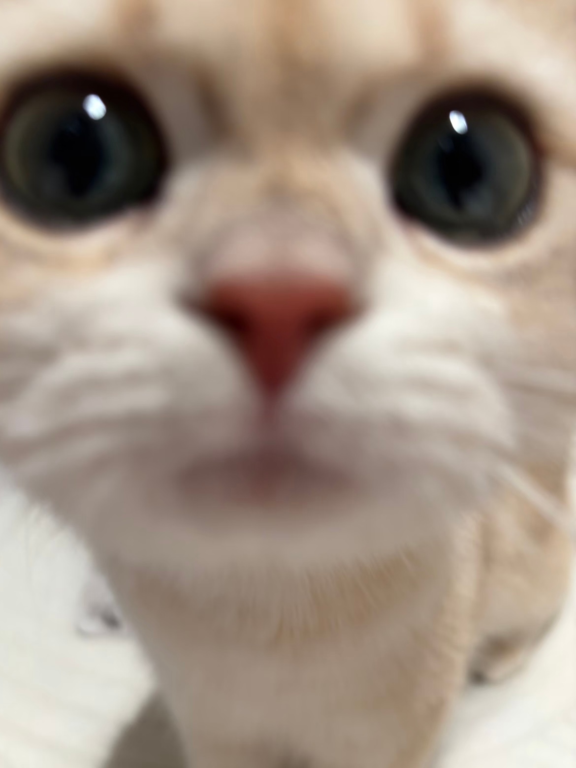 怼脸小猫😺 