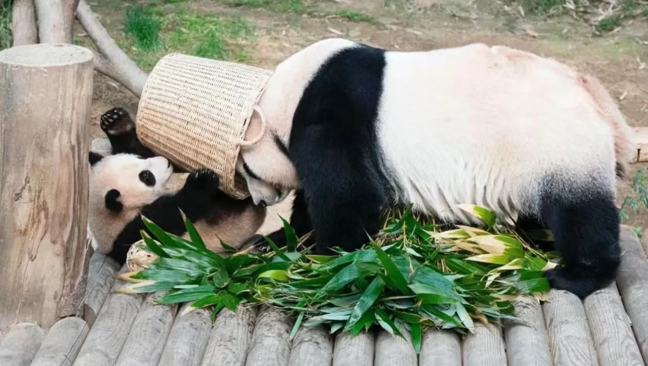 猪猪的挨揍名场面，打不死的小强💪💪💪
号称熊届最抗揍的娃，我喜欢母女俩的岁